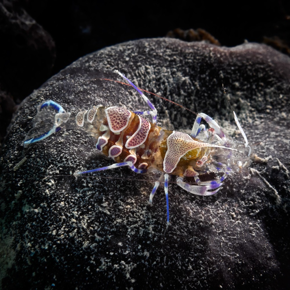 Periclimenes amethysteus