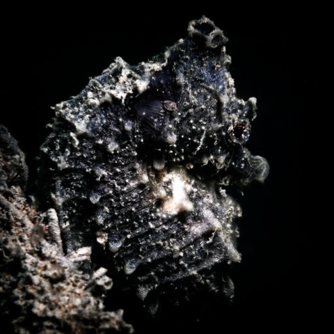 Hippocampus 