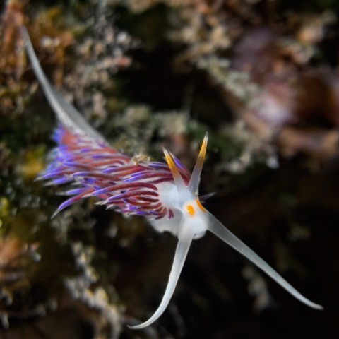 Cratena peregrina