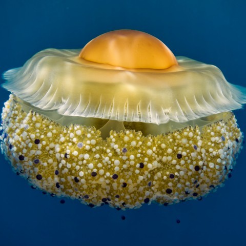 Cotylorhiza tuberculata